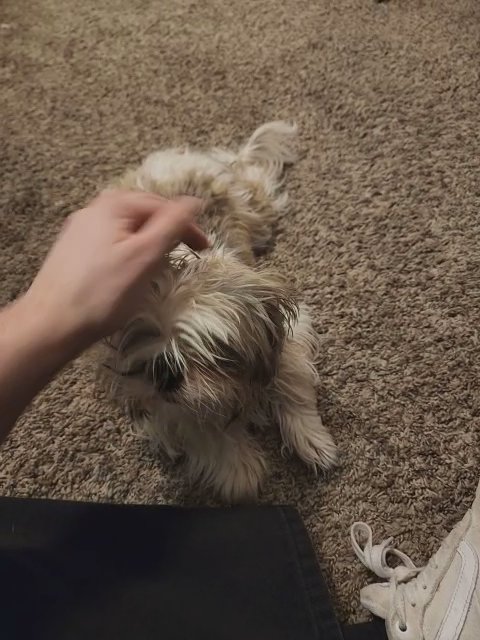 Shih Tzu named Bronson in Albuquerque, New Mexico