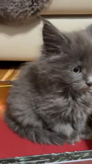 Ash My Cute Kitten?? in Spokane Valley, Washington