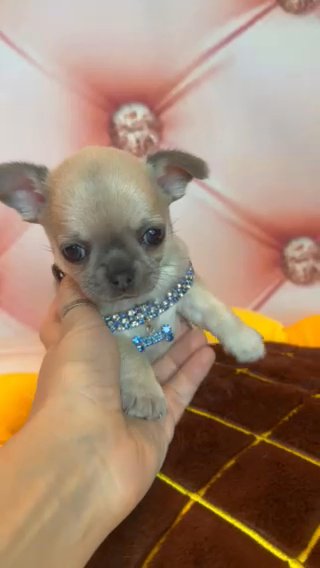 Goofy ??? Chihuahua Puppy in Brooklyn, New York