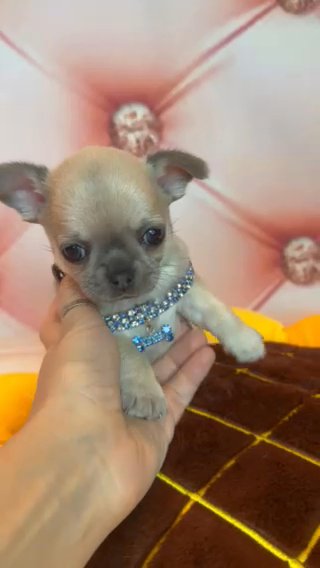 Goofy 🩵🐾🩵 Chihuahua Puppy in Brooklyn, New York