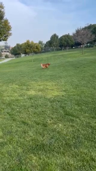 April Golden Retriever Puppies in Chino Hills, California
