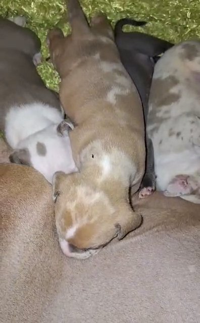 Standard American bully puppies in Greenwood, South Carolina