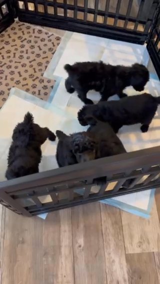 Standard Poodle Puppies in Gulfport, Mississippi