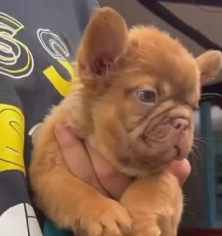 GOTTI Exotic ROJO Fluffy French bulldog in Houston, Texas