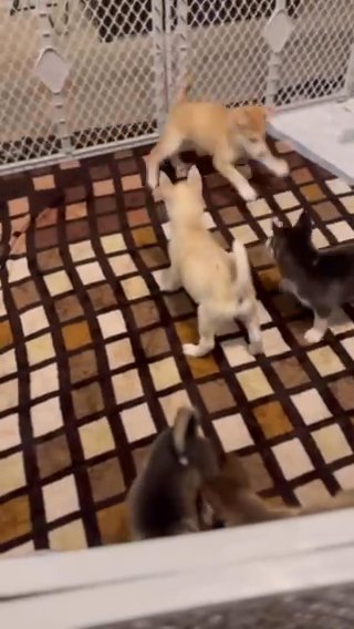 Husky Puppies in Los Angeles, California