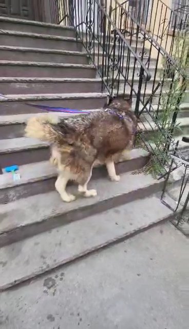 $200  PUREBREED MALAMUTE BOY 1YR BROOKLYN NYC in New York City, New York