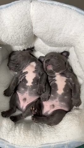 French Bulldogs in New York City, New York