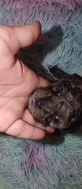 SOLD *REDUCED*Female Blue Merle Toy Poodle in Sikeston, Missouri