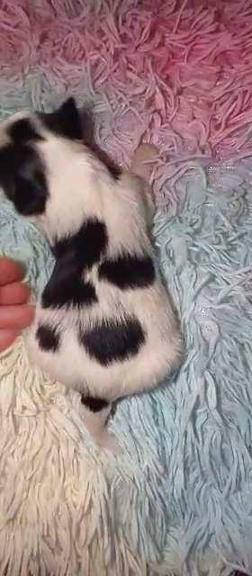 *SOLD*B&W Parti Male Yorkie in Sikeston, Missouri
