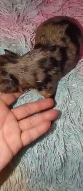 *REDUCED*Blue Merle Female Yorkie in Sikeston, Missouri