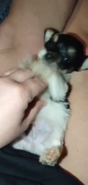 *SOLD*Parti Male Yorkie in Sikeston, Missouri