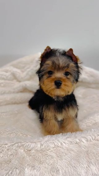 AKC Yorkie Male in San Jose, California