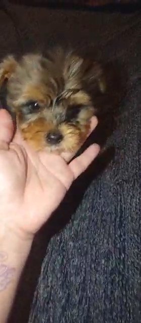 Blue Merle Female Yorkie in Sikeston, Missouri
