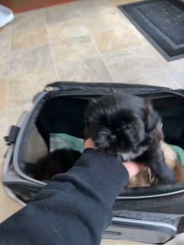Shihtuz Females in Fayetteville, North Carolina