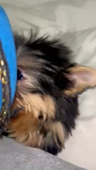 Male Yorkie in El Paso, Texas