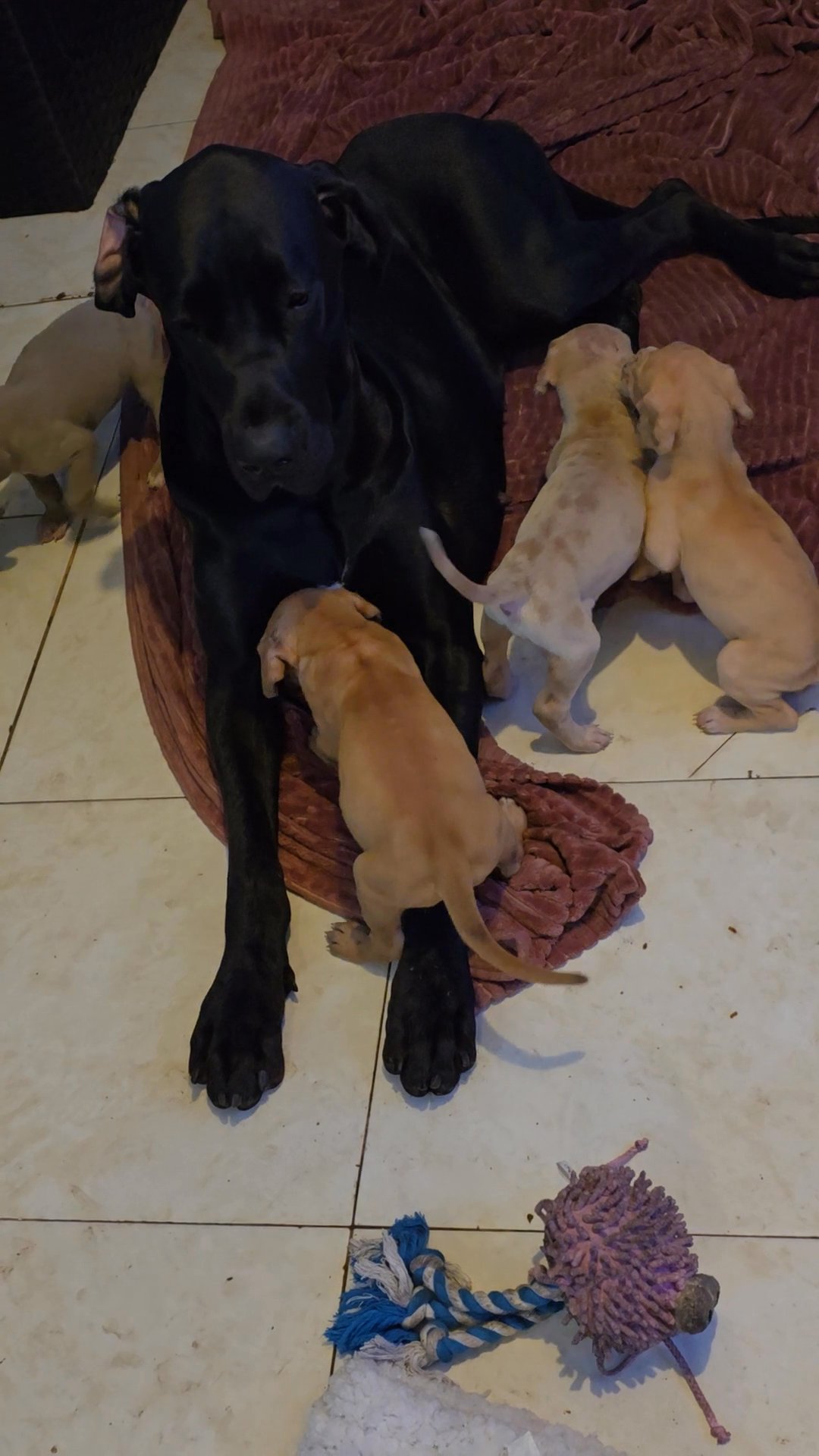 akc great dane puppies in North Lauderdale, Florida