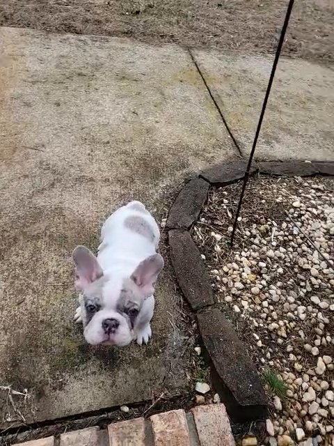 Archie outside in Asheville, North Carolina