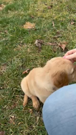 Golden Retriever in Charleston, West Virginia
