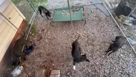 Pit/Lab Females At 7mo Up To Date On Shots in Chesapeake, Virginia