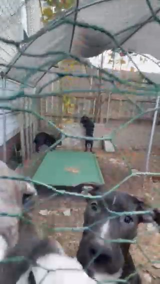3 Female Pit/Lab Puppies At 5 Months in Chesapeake, Virginia