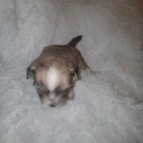 Pomeranian Shih Tzu Mix Boy in Tampa, Florida