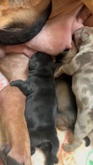 Tri Merle Pocket Bullie Pups in Detroit, Michigan