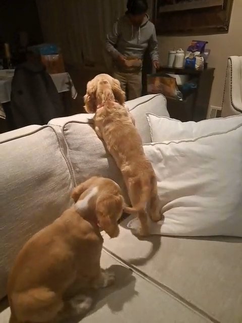 English Cocker Spaniel Puppies for Sale in Staten Island, New York