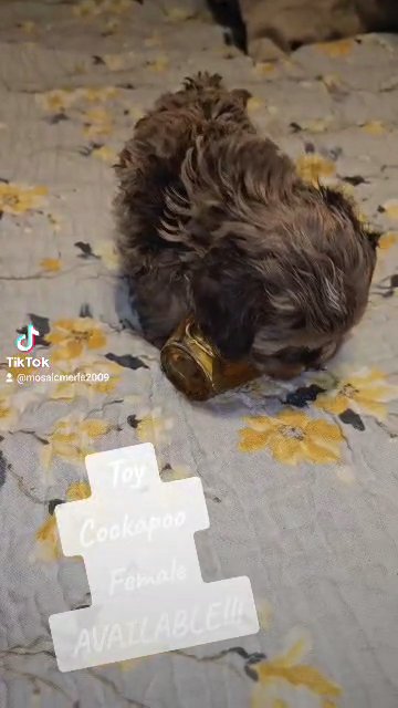 Dolce, Toy Cockapoo female in Danville, Kentucky