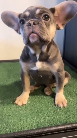 FEMALE FRENCHIE (FRENCH  BULLDOG) in Dallas, Texas