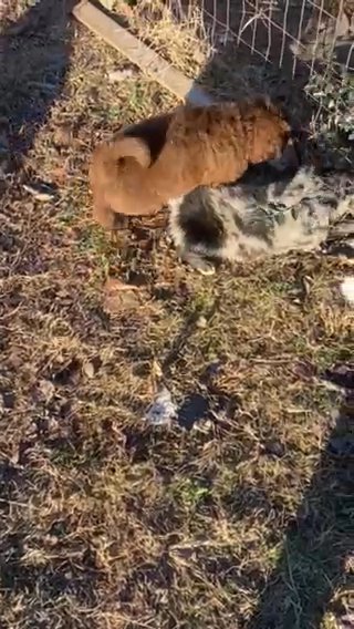 Aussiedoodle Puppies in Searcy, Arkansas