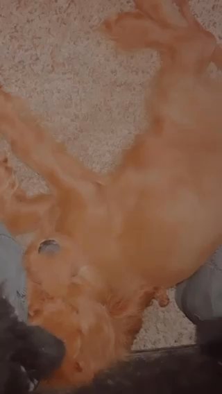 3 Month Old Straight Haired Cavapoo in Columbus, Ohio