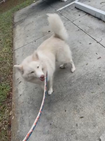 1 Year And 2 Months Snowflakes in Naples, Florida
