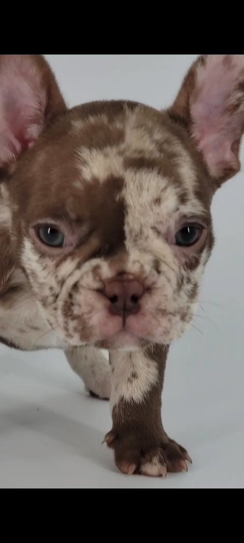 French Bulldog ( Frenchie ) Male ? in Orlando, Florida