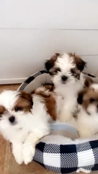 Male Shih Tzu Puppies in Ansonia (Town), Connecticut