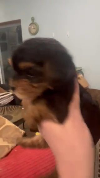 Yorkiepoo female in Independence, Kentucky