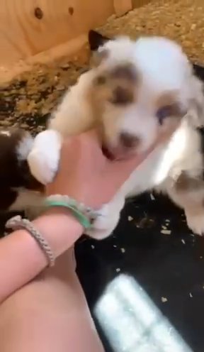 Red Aussie Puppies in Canyon Lake, Texas