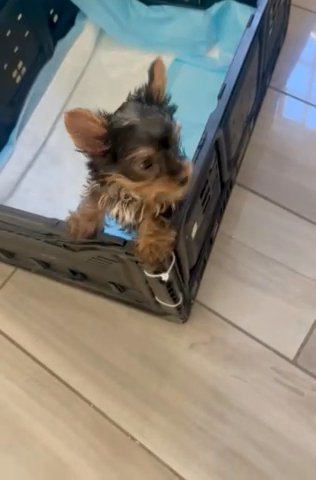 Yorkie in Riverside, California