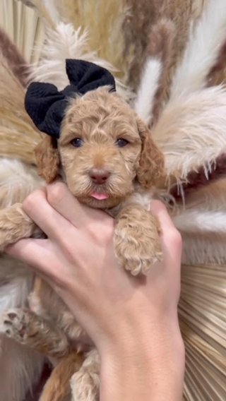 Female F1bb Mini Labradoodle in Houston, Texas