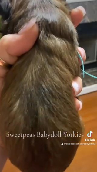 SOLD ACK SABLE MALE in Clarksville, Tennessee