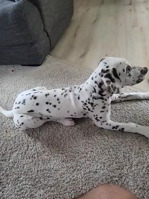 Liver Dalmation for sale! in Niceville, Florida
