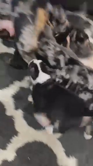 Pocket Bullies in Springfield, Missouri