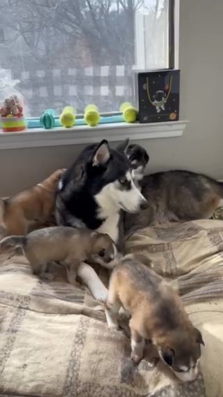Siberian Husky in Dallas, Texas