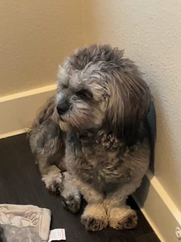 Male Shihpoo For Sale in Las Vegas, Nevada