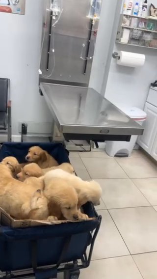 GOLDEN RETRIEVERS FOR SALE in Queens, New York