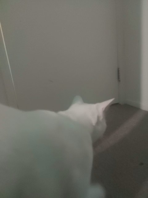This is my cat domestic short hair in Boulder, Colorado