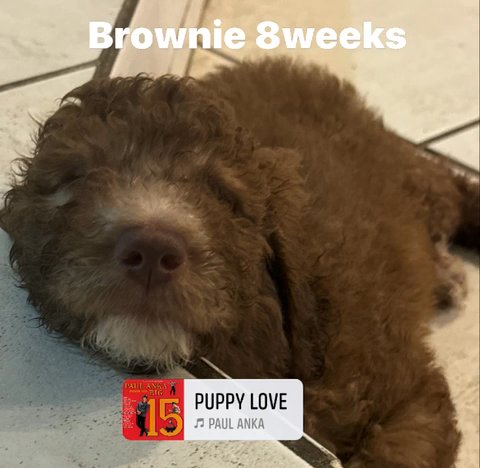 Brownie/sold in Coral Springs, Florida