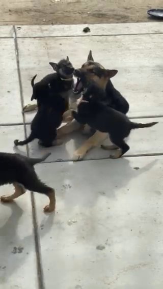 German Shephard Puppies in Fresno, California