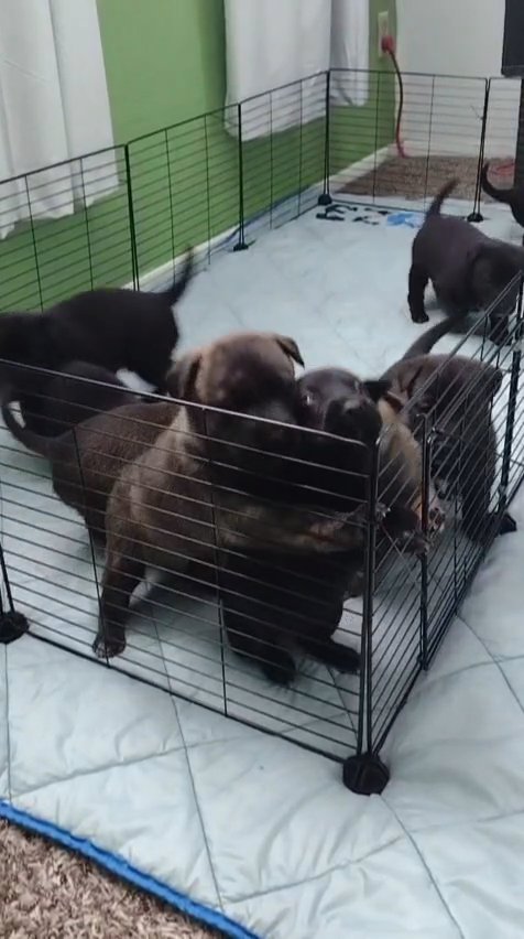 German Sheperd/Kelpie mix 4 weeks old in Houston, Texas