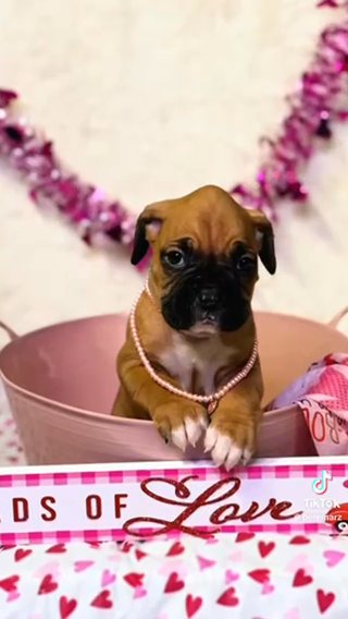 Boxer Puppies in Visalia, California