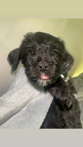 Yorkipoo in Brandermill, Virginia